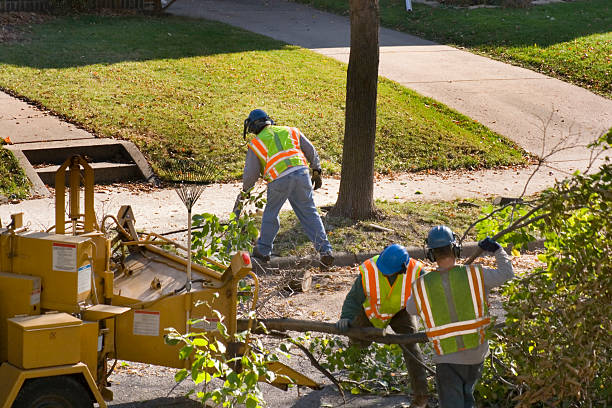 Erath, LA Tree Removal and Landscaping Services Company